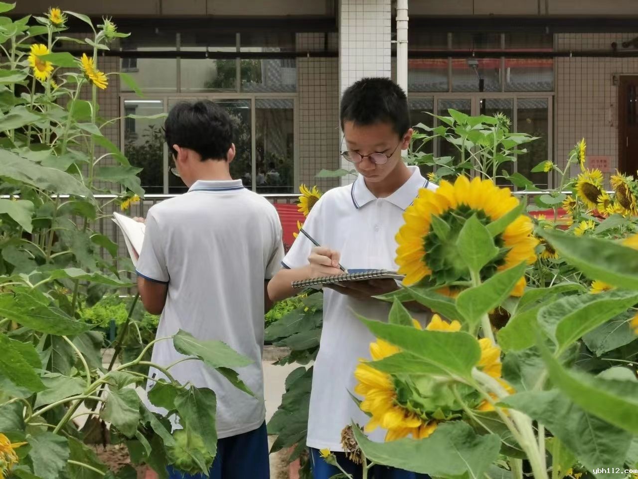 亲手栽种，亲笔描绘 | 一堂特别的向日葵写生课”